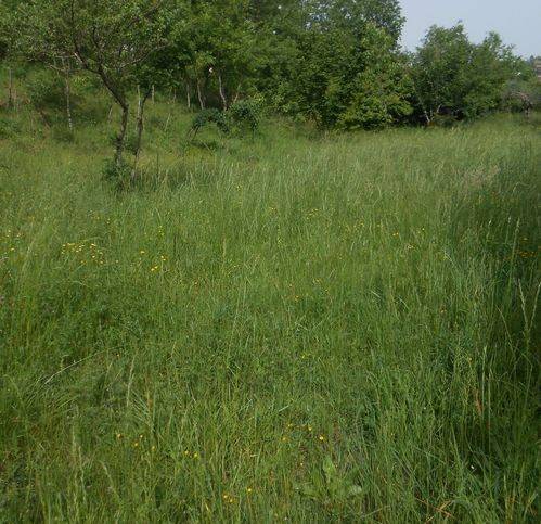 Terreno a Chiusano di san domenico in Chiusano - Foto 3