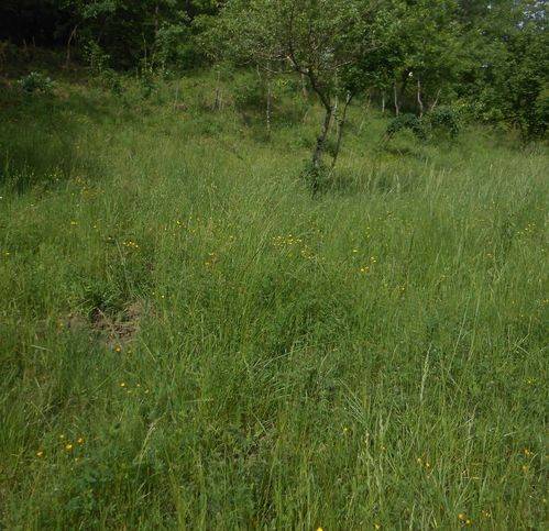 Terreno a Chiusano di san domenico in Chiusano - Foto 4
