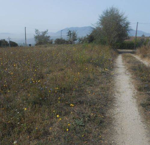 Terreno a Montemiletto in Frazione Montaperto - Foto 4