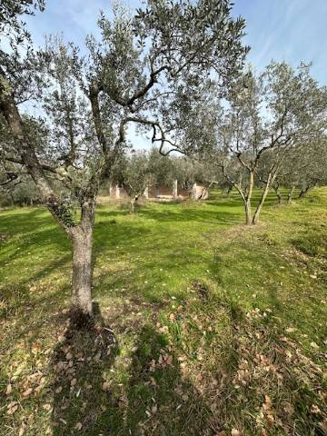 Rustico / casale a Alatri in Via Collemassaro - Foto 5