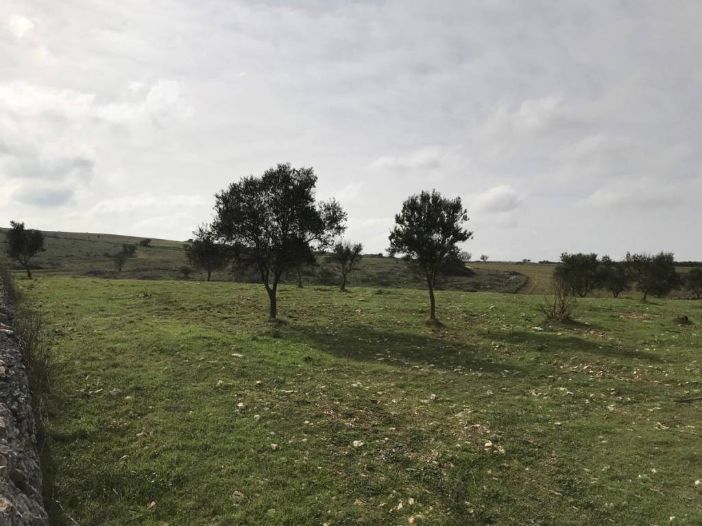 Terreno a Cassano delle murge in sp 79, nc - Foto 3