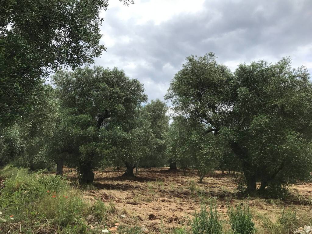 Rustico / casale a Ceglie messapica in contrada sant'Angelo - Foto 2