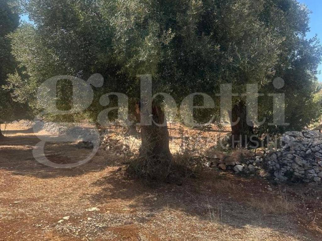 Terreno a Ostuni in C.da Casalino, sn - Foto 5