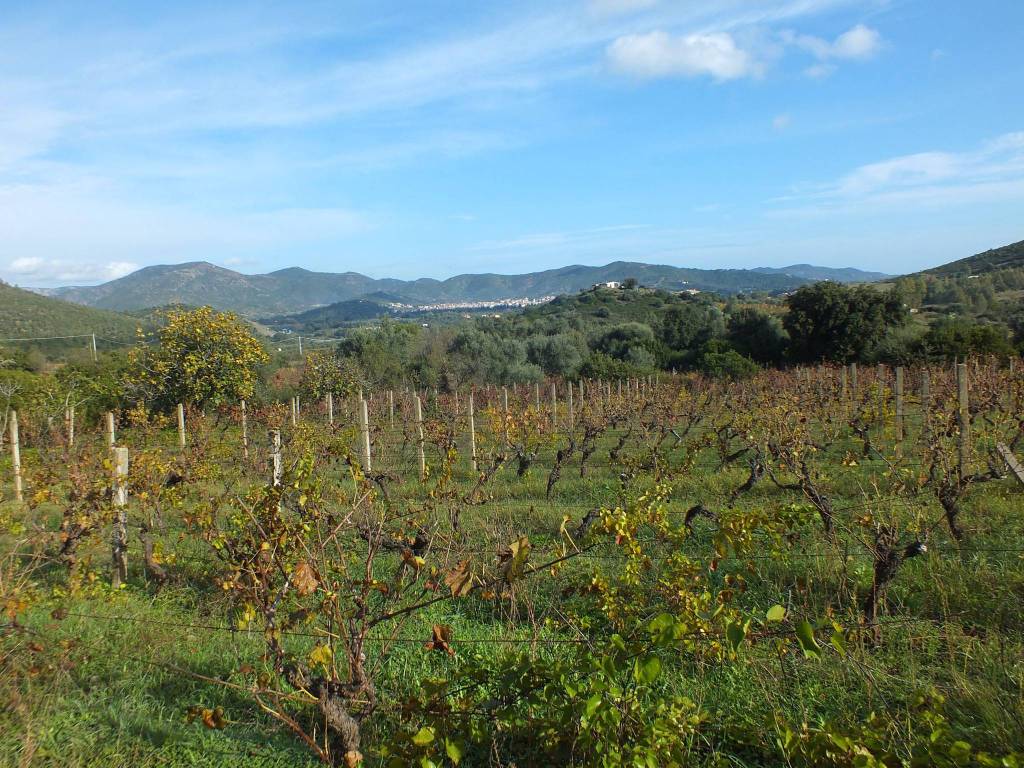 Terreno a Muravera - Foto 4