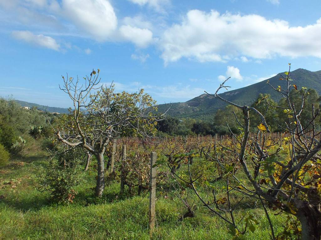Terreno a Muravera - Foto 5