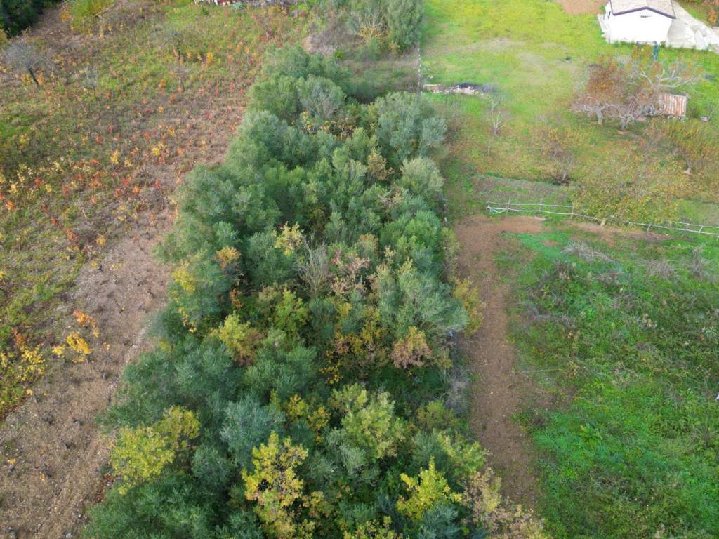 Terreno a Altofonte in Contrada Rebuttone - Foto 5