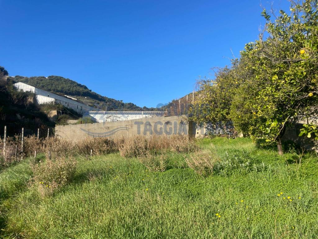 Terreno a Taggia in Via Beglini, 137 - Foto 3