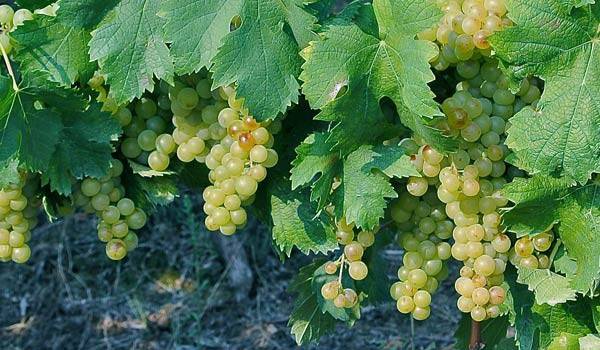 Terreno a Santo stefano belbo - Foto 5