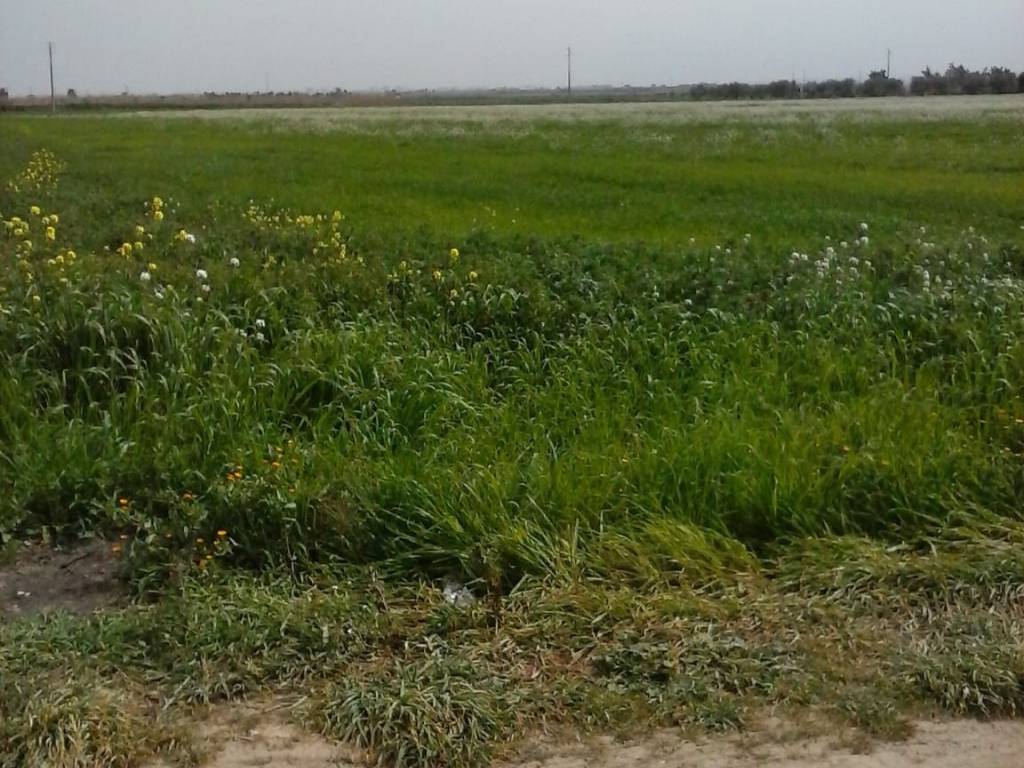 Terreno a Barletta in Contrada Fiumara - Foto 3