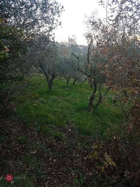 Terreno a Alatri in STRADA PROVINCIALE XII MARIE - Foto 3
