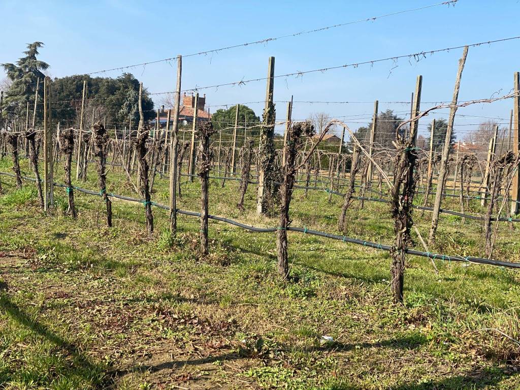Terreno a Imola - Foto 4