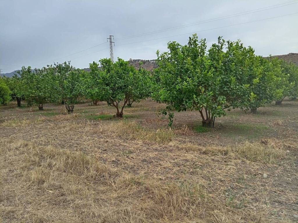Terreno a Ardore in Strada Provinciale N. 76 - Foto 3