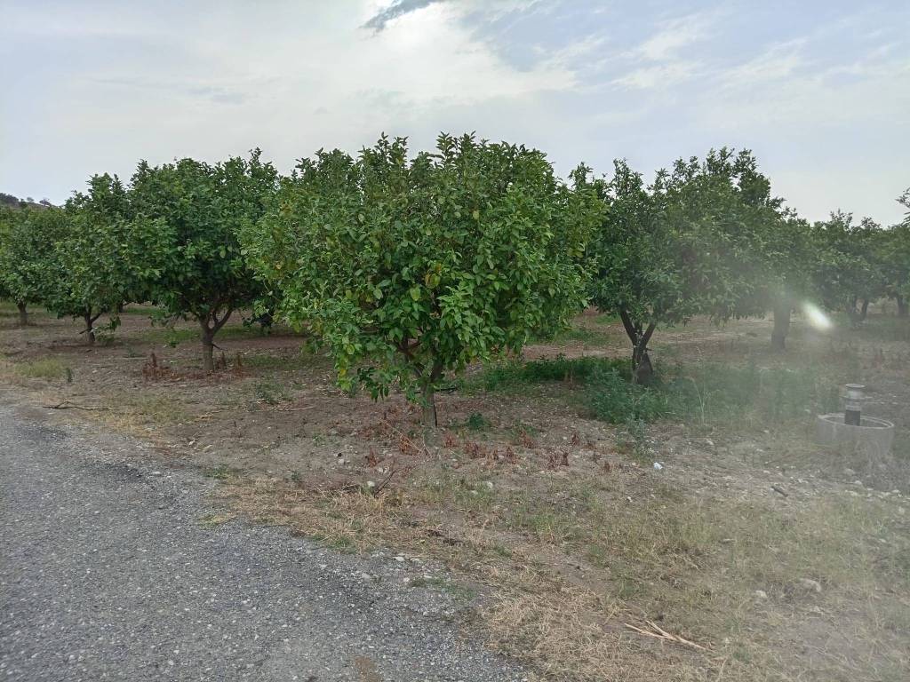 Terreno a Ardore in Strada Provinciale N. 76 - Foto 5