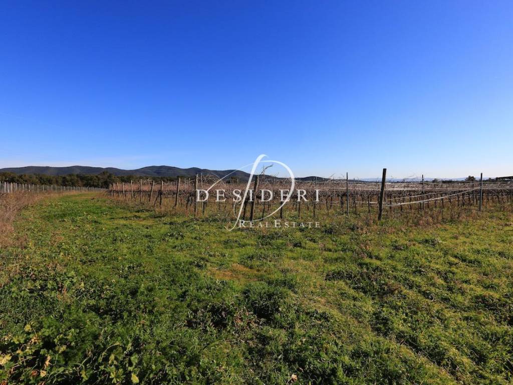 Terreno a Castiglione della pescaia - Foto 2