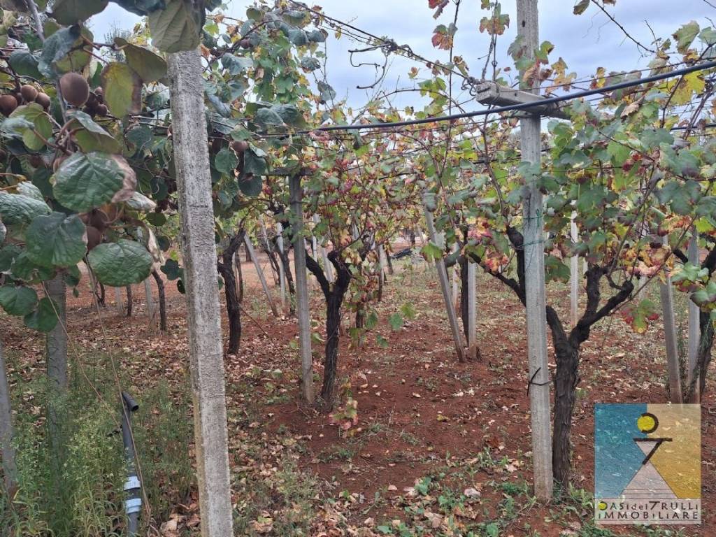 Rustico / casale a San michele salentino in Contrada Cotugni - Foto 4