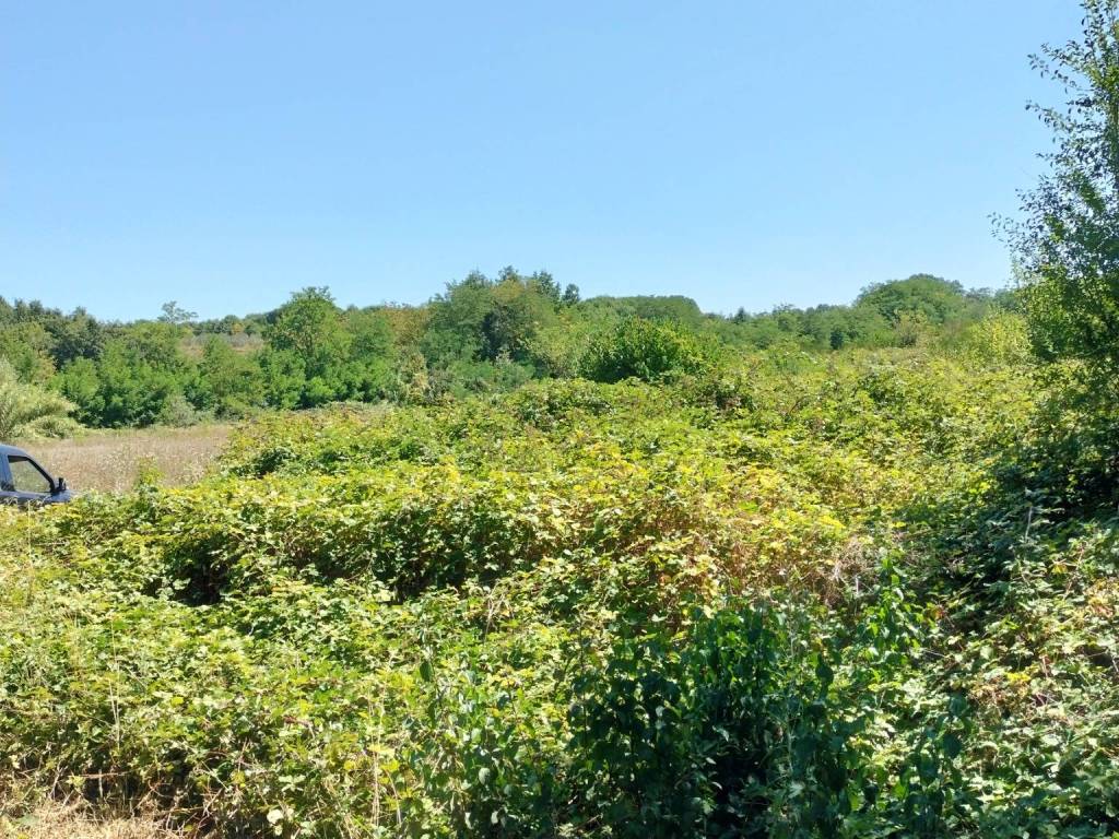 Terreno a Pitigliano in Località La Rotta - Foto 3