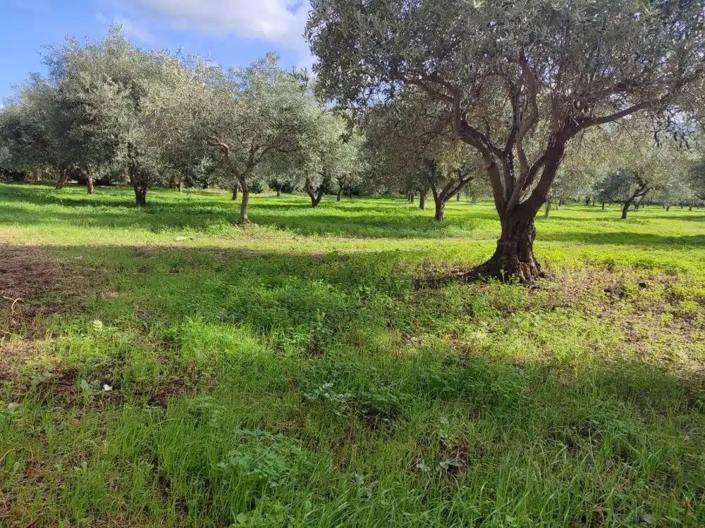 Terreno a Patti in Via Messina - Foto 2