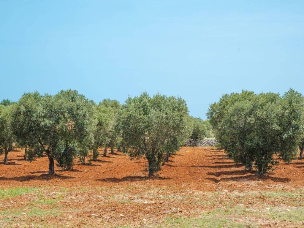 Villa a Carovigno - Foto 5