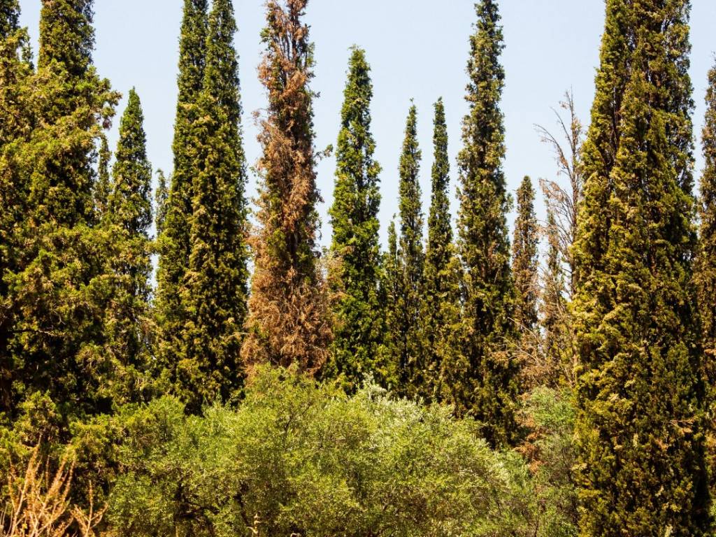 Terreno a Brunate in Via Pissarottino - Foto 4