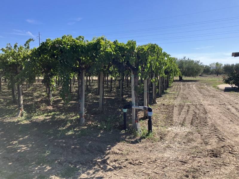 Terreno a Cupello - Foto 3