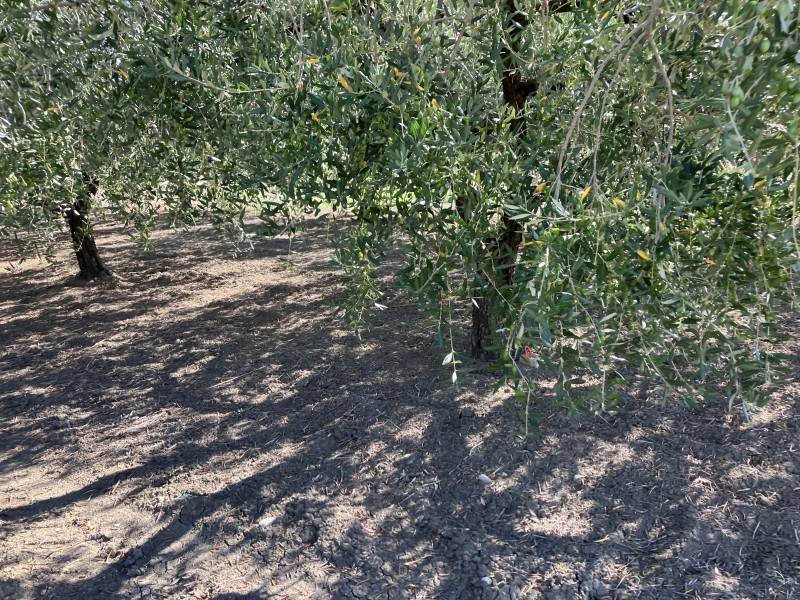 Terreno a Cupello - Foto 4