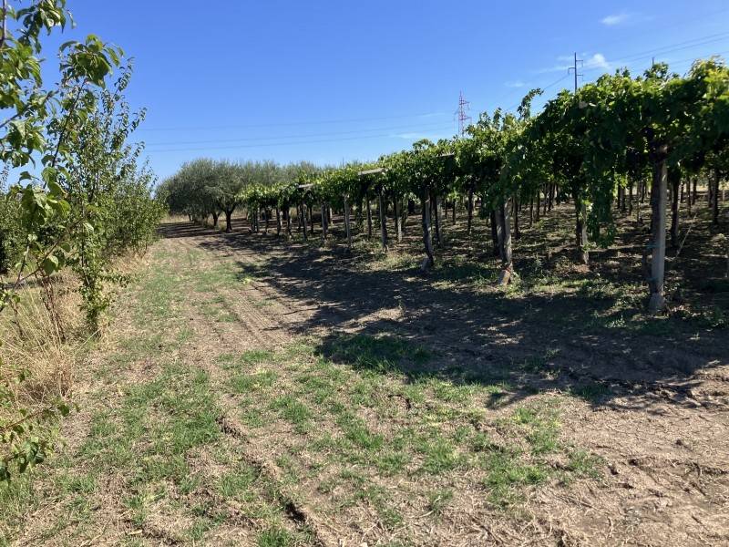 Terreno a Cupello - Foto 5