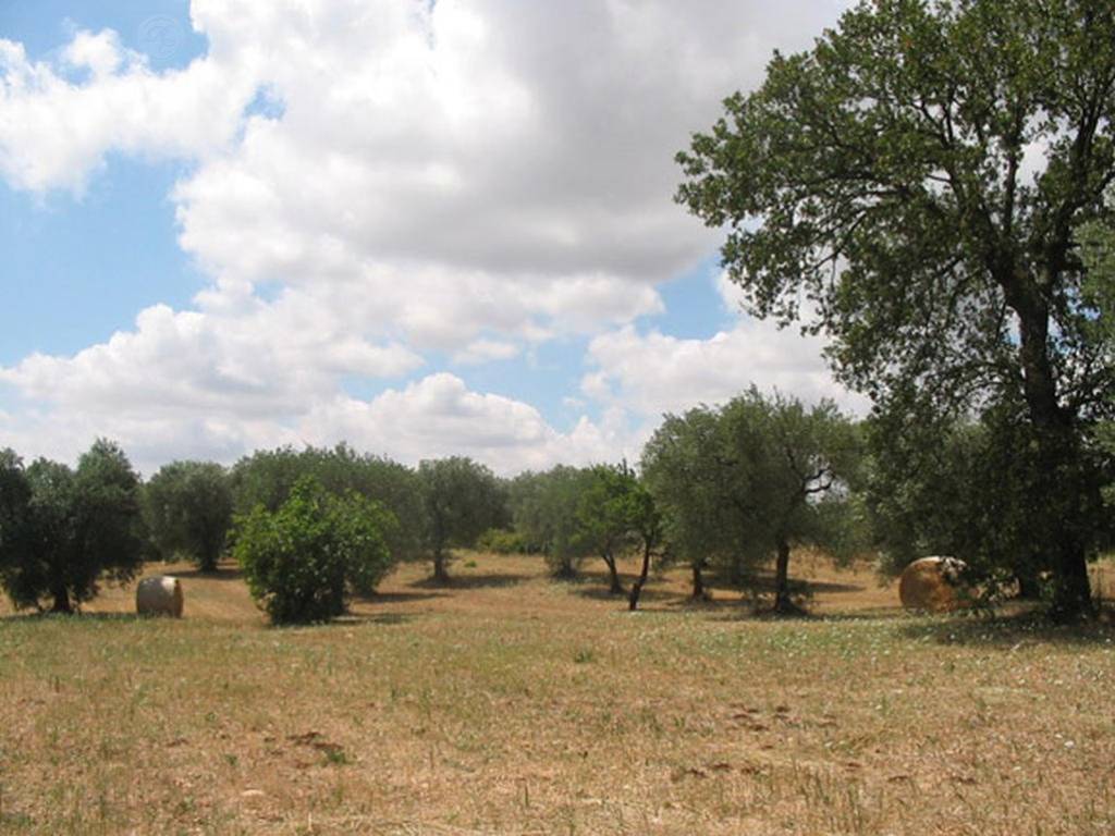 Terreno a Martina franca in Strada Carpini Zona D - Foto 5