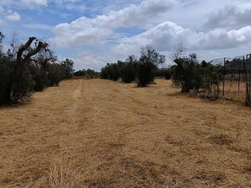 Terreno a Corigliano d'otranto in Contrada Palombaro, snc - Foto 3