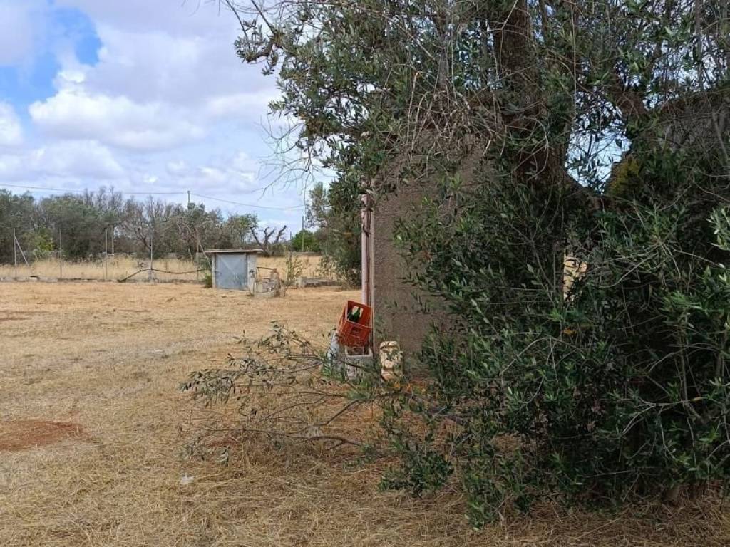 Terreno a Corigliano d'otranto in Contrada Palombaro, snc - Foto 5