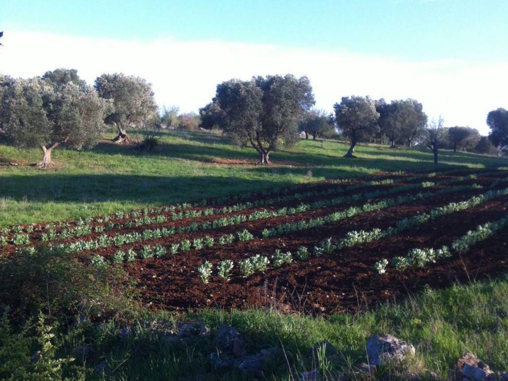Rustico / casale a Ceglie messapica in SP23 - Foto 4