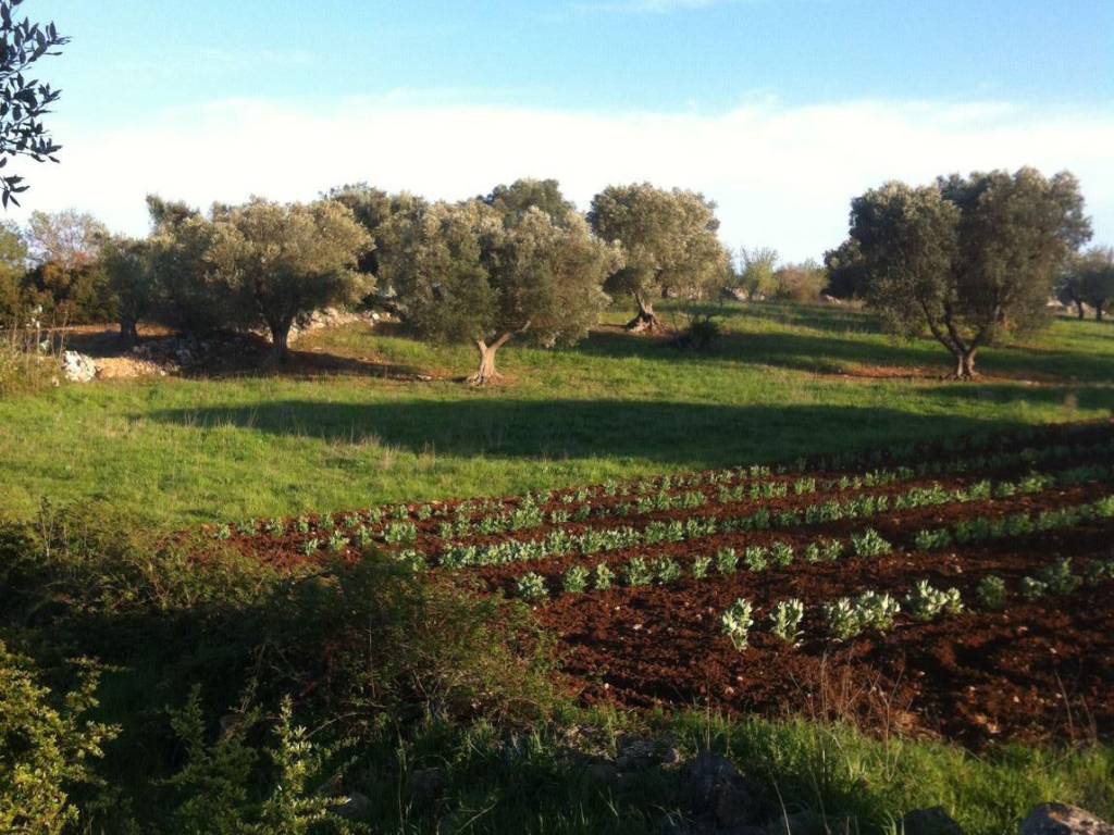 Rustico / casale a Ceglie messapica in SP23 - Foto 5