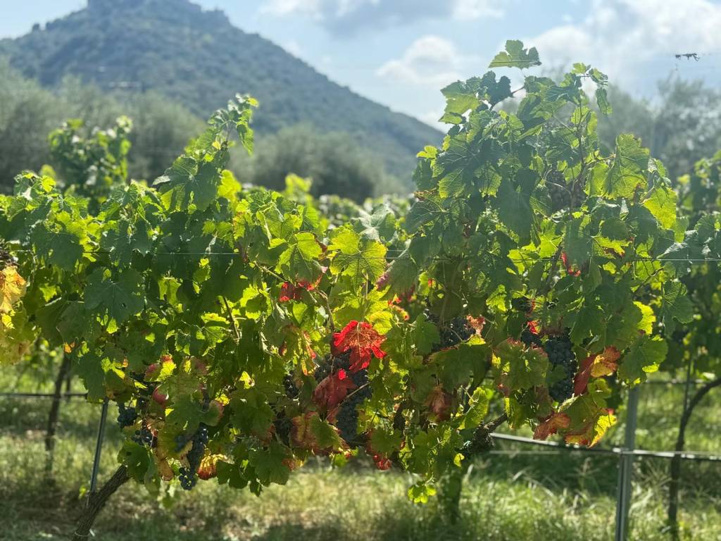 Terreno a Sermoneta in Via Pozzo Vione - Foto 3