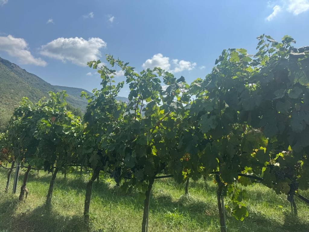 Terreno a Sermoneta in Via Pozzo Vione - Foto 4