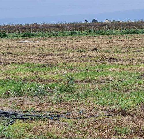 Terreno a Cerignola - Foto 2