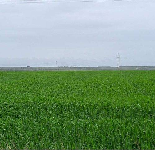 Terreno a Cerignola - Foto 3