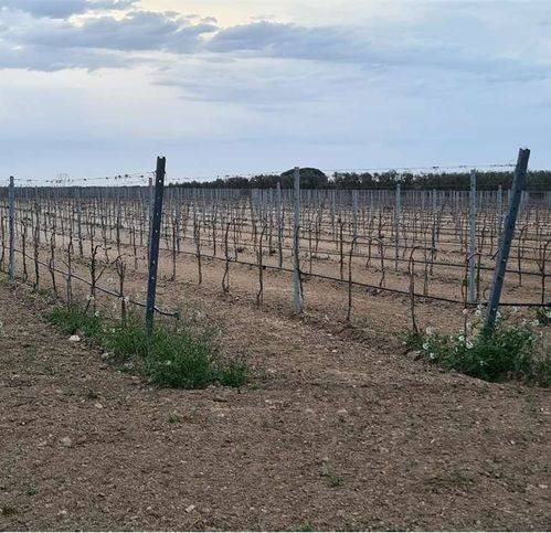 Terreno a Cerignola - Foto 2
