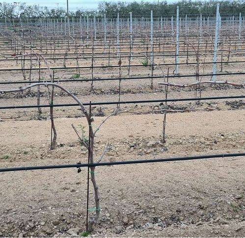 Terreno a Cerignola - Foto 3