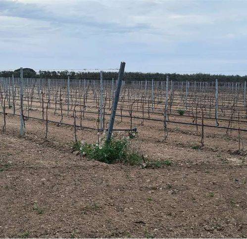 Terreno a Cerignola - Foto 5