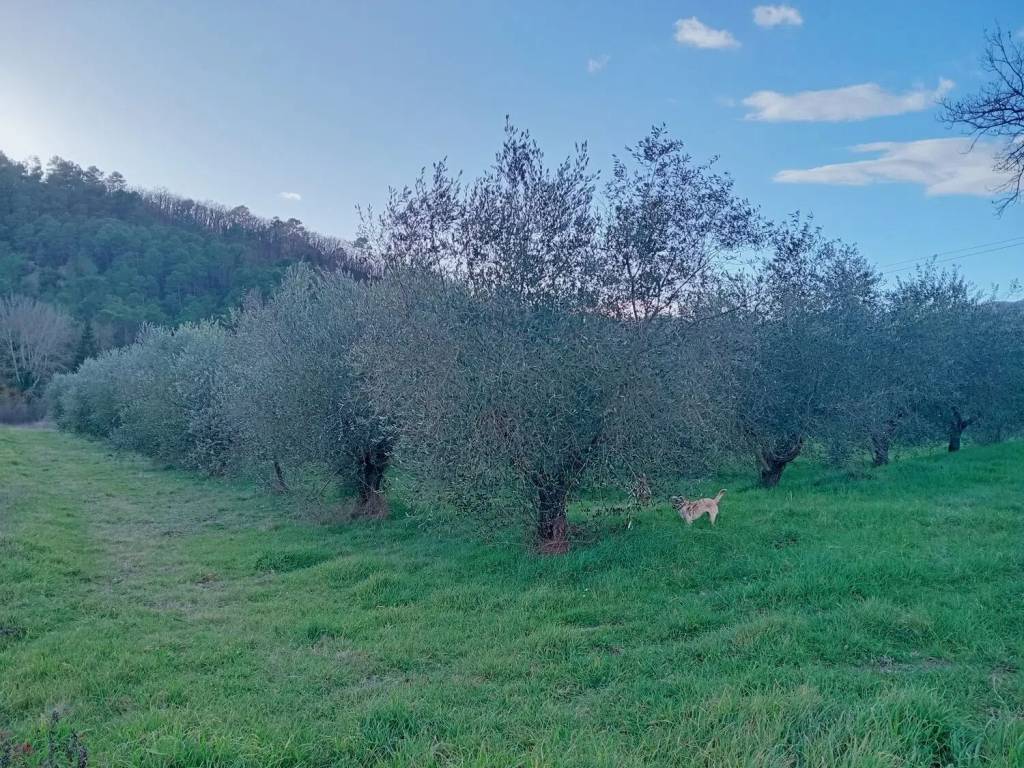 Terreno a Spoleto - Foto 2