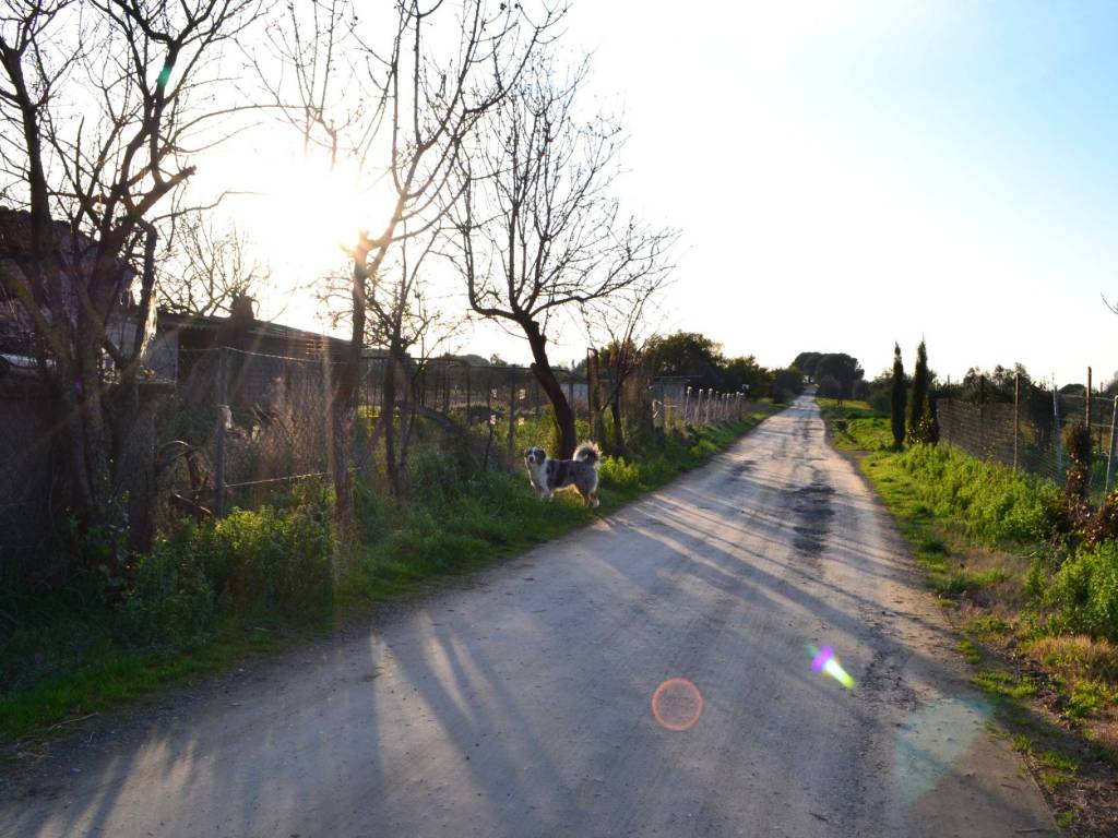 Terreno a Rosignano marittimo in Località Sassicaia - Foto 2