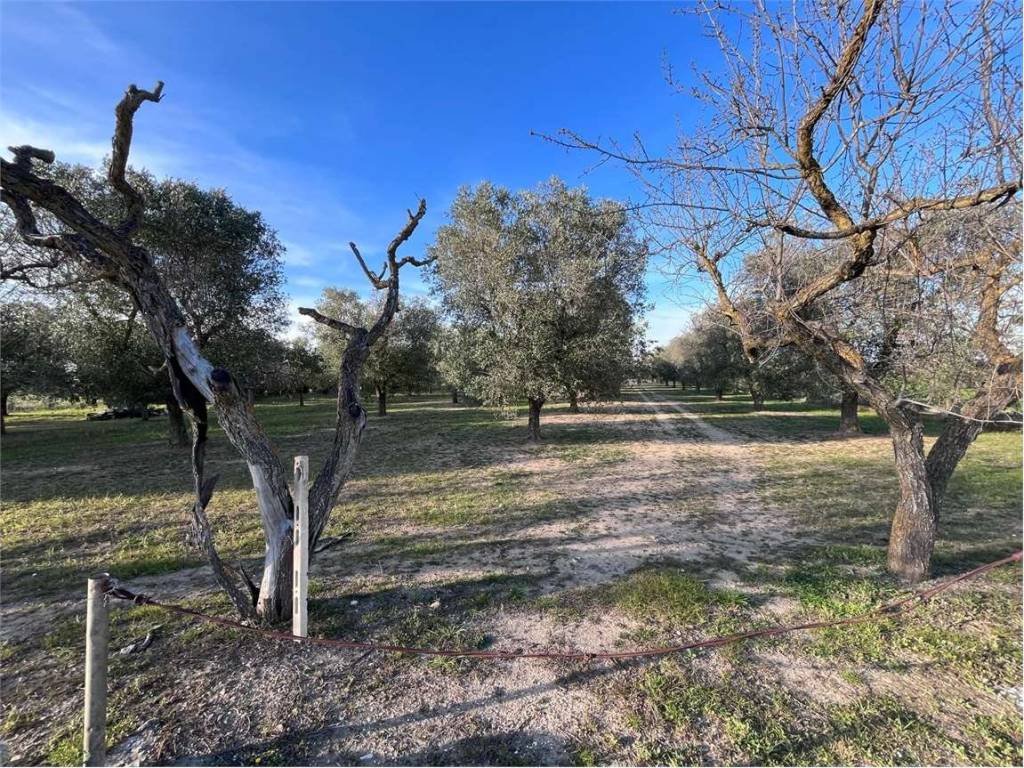 Terreno a Francavilla fontana - Foto 2