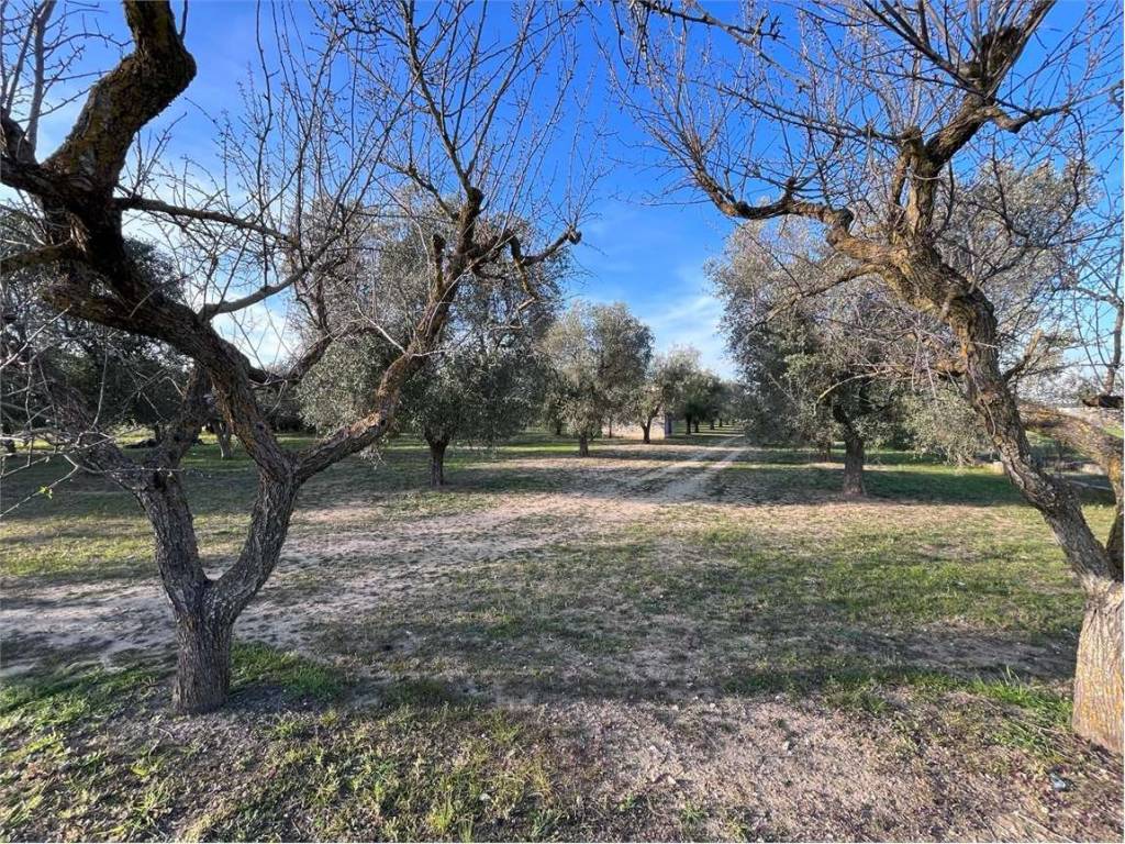 Terreno a Francavilla fontana - Foto 3