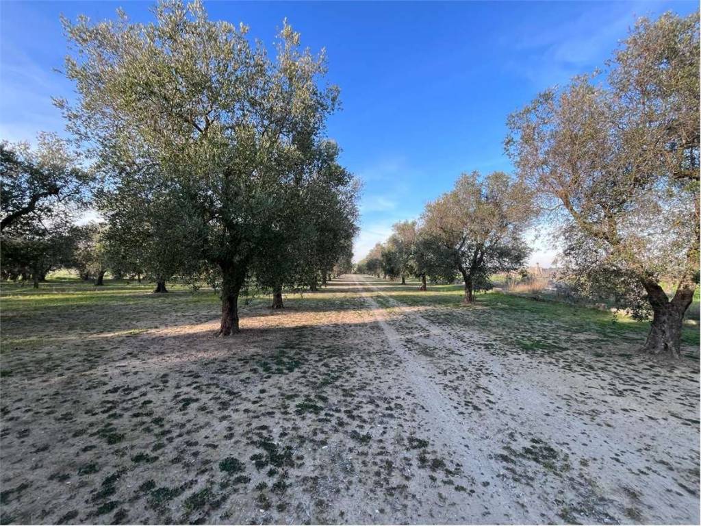 Terreno a Francavilla fontana - Foto 4