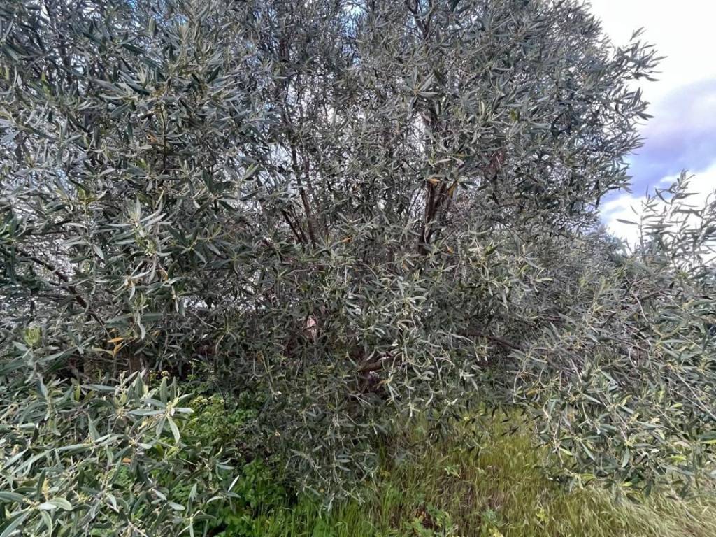 Terreno a Nuxis in NUXIS - Foto 3