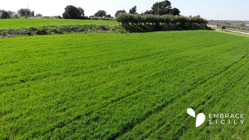Terreno a Noto in Strada Provinciale Rosolini-Pachino - Foto 2