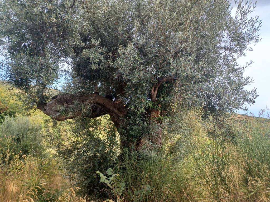 Rustico / casale a Prignano cilento in Via delle Ginestre - Foto 5