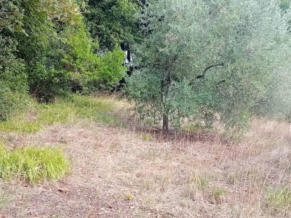Terreno a Rosignano marittimo in Via Traversa Livornese - Foto 4