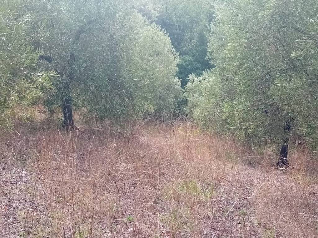Terreno a Rosignano marittimo in Via Traversa Livornese - Foto 5