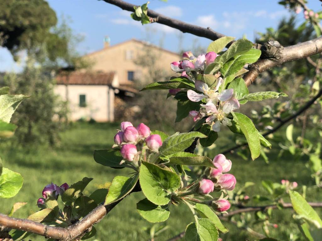Rustico / casale a Castagneto carducci - Foto 5
