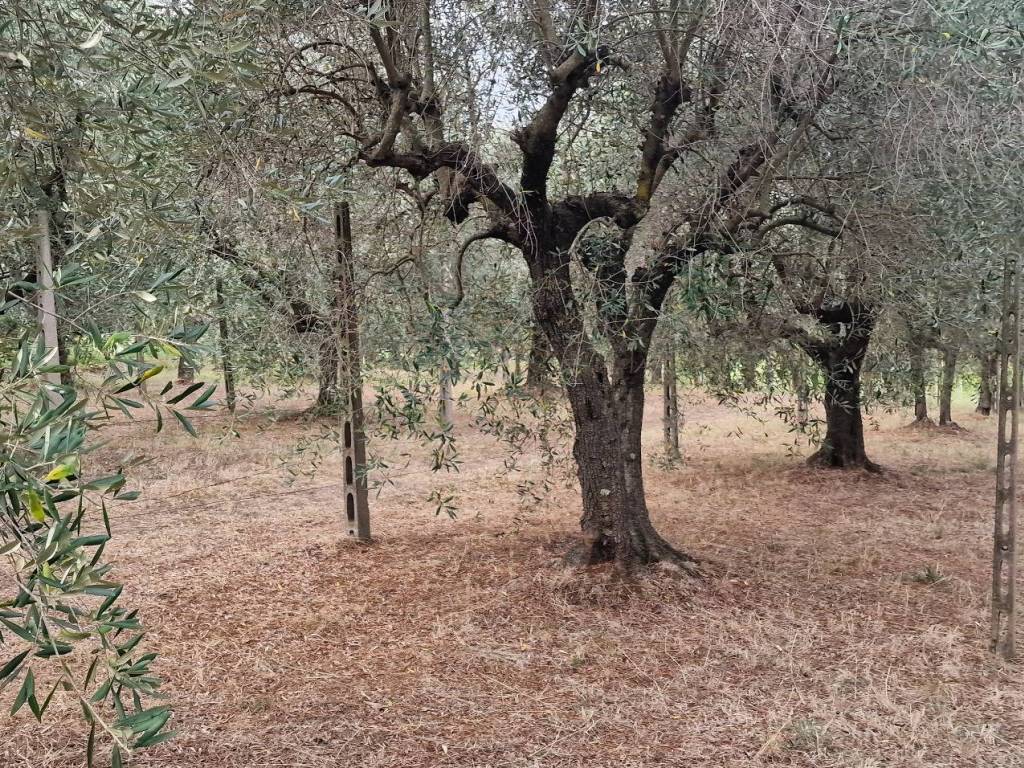 Terreno a Monte compatri in Via delle Marmorelle - Foto 4